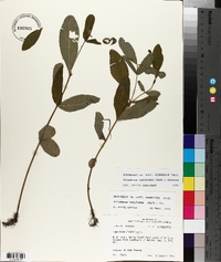 Triadenum tubulosum image