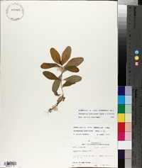 Triadenum tubulosum image