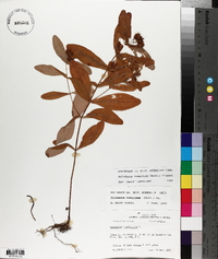 Triadenum tubulosum image