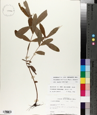 Triadenum tubulosum image