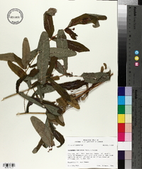 Triadenum tubulosum image