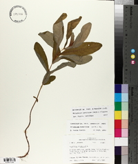 Triadenum tubulosum image