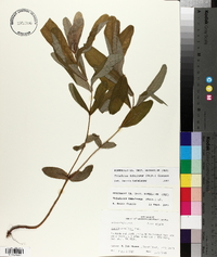 Triadenum tubulosum image