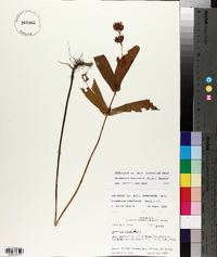 Triadenum tubulosum image