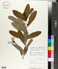 Triadenum tubulosum image