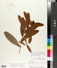 Triadenum tubulosum image