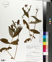 Triadenum tubulosum image