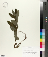 Triadenum tubulosum image