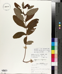 Triadenum tubulosum image