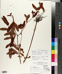 Triadenum tubulosum image