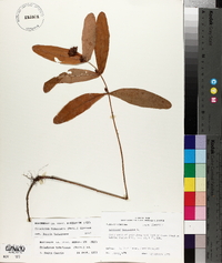 Triadenum tubulosum image