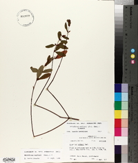 Triadenum walteri image