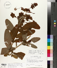 Triadenum tubulosum image