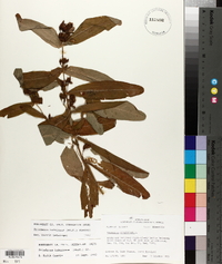 Triadenum tubulosum image