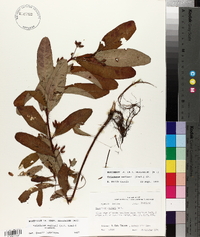 Triadenum walteri image