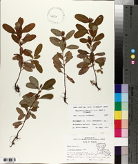 Triadenum walteri image