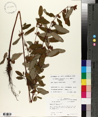 Triadenum walteri image