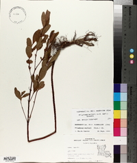 Triadenum walteri image