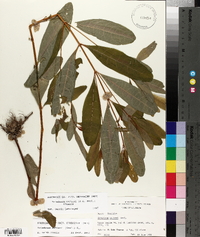 Triadenum walteri image