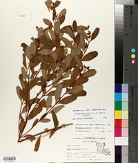 Triadenum walteri image
