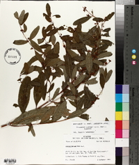 Triadenum walteri image
