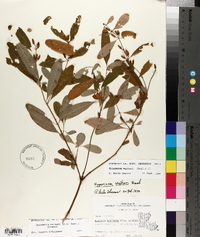 Triadenum walteri image