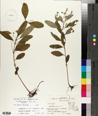 Triadenum walteri image