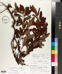 Hypericum walteri image