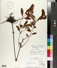 Triadenum walteri image