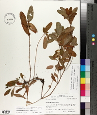 Triadenum walteri image