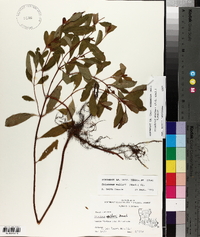 Triadenum walteri image