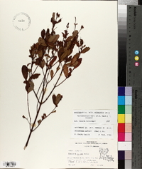 Triadenum walteri image