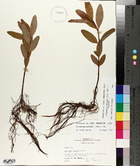Triadenum walteri image