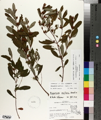 Triadenum walteri image