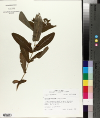 Triadenum tubulosum image