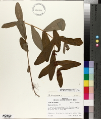 Triadenum tubulosum image