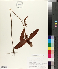 Triadenum tubulosum image