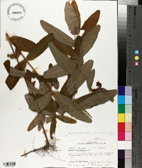 Triadenum tubulosum image