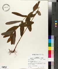 Triadenum tubulosum image