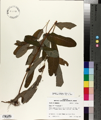 Triadenum tubulosum image