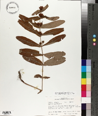 Triadenum tubulosum image