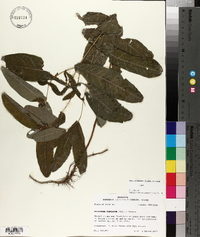 Triadenum tubulosum image