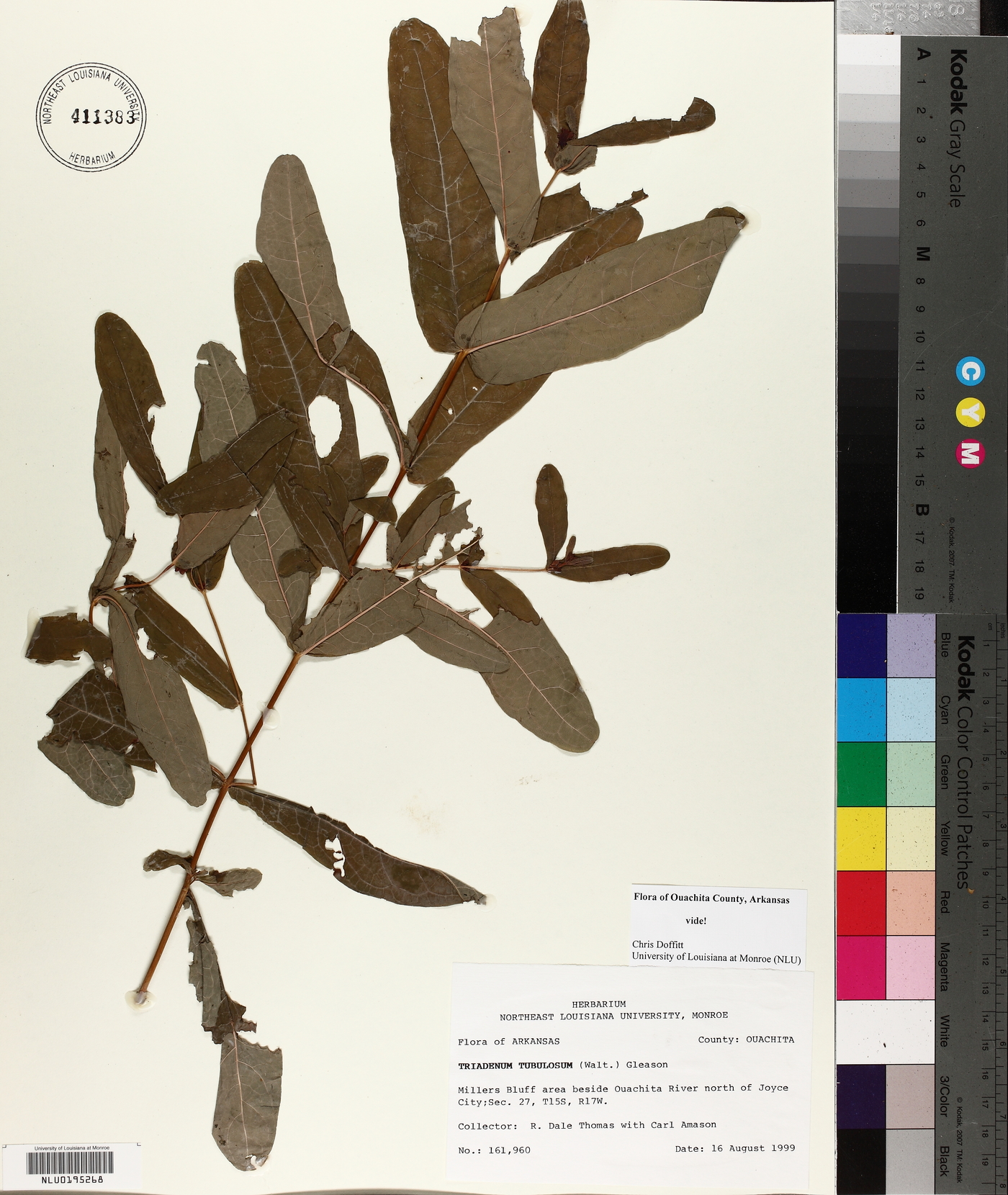 Triadenum tubulosum image