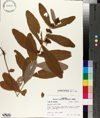 Triadenum tubulosum image
