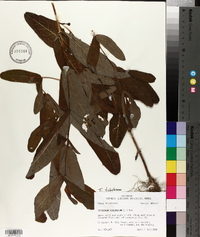 Triadenum tubulosum image