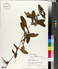 Triadenum tubulosum image