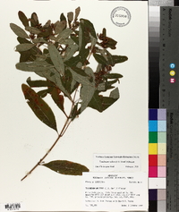 Triadenum walteri image