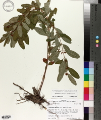 Triadenum walteri image