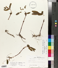 Triadenum walteri image