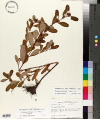 Triadenum walteri image